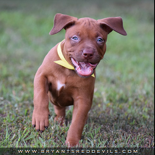 Red Nose Pit Bull Puppies For Sale