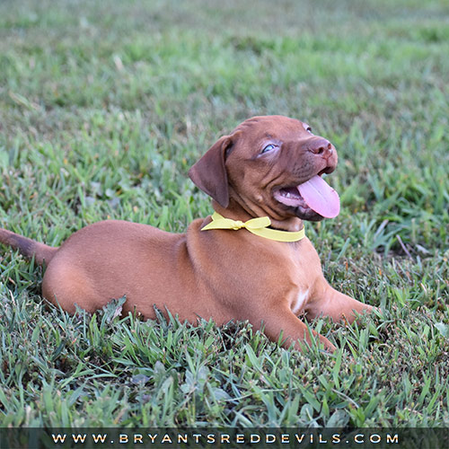 Red Nose Pit Bull Puppies For Sale