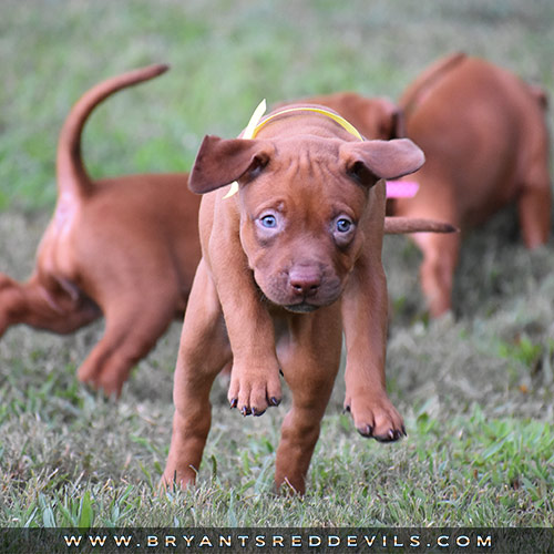 Red Nose Pit Bull Puppies For Sale