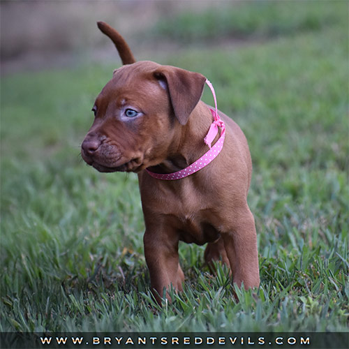 Red Nose Pit Bull Puppies For Sale