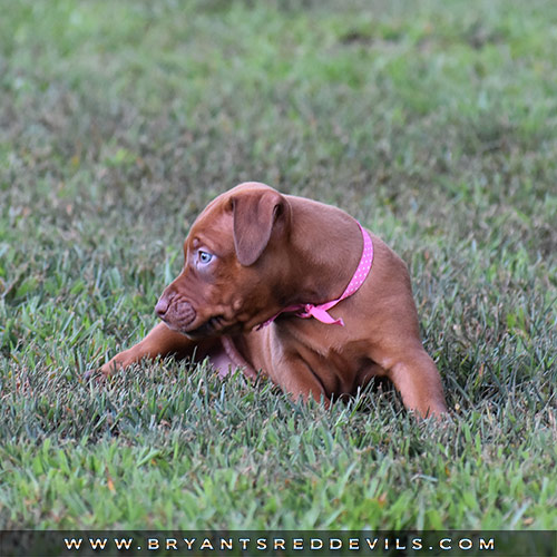 Red Nose Pit Bull Puppies For Sale