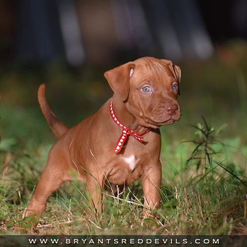 Red Nose Pit Bull Puppies For Sale