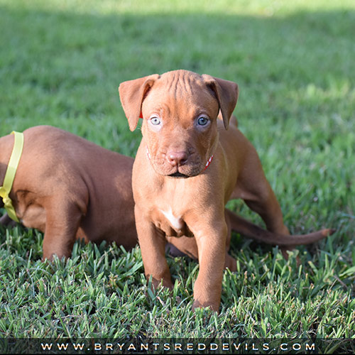 Red Nose Pit Bull Puppies For Sale