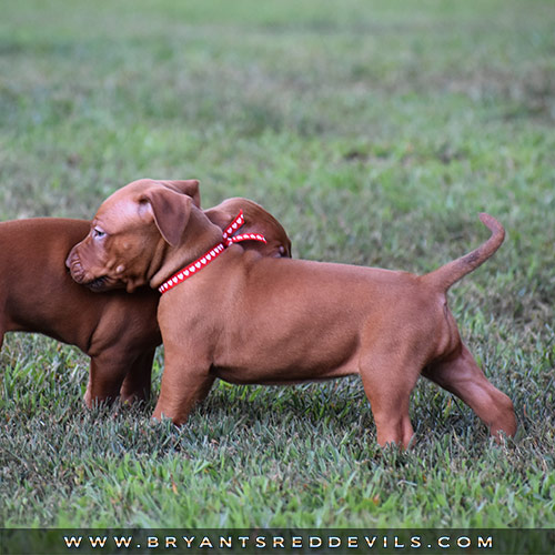 Red Nose Pit Bull Puppies For Sale
