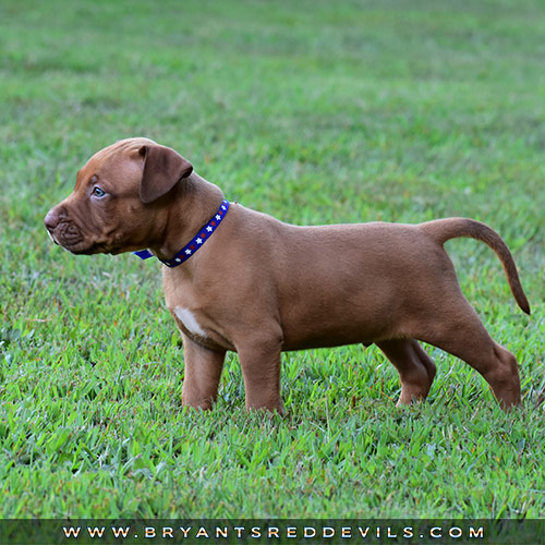 Red Nose Pit Bull Puppies For Sale