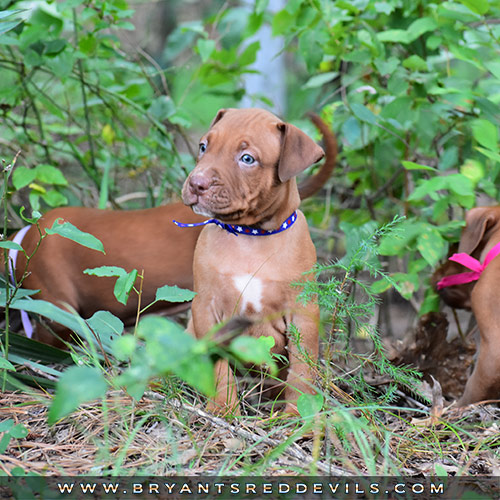 Red Nose Pit Bull Puppies For Sale