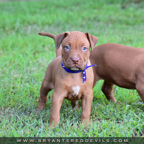 Red Nose Pit Bull Puppies For Sale
