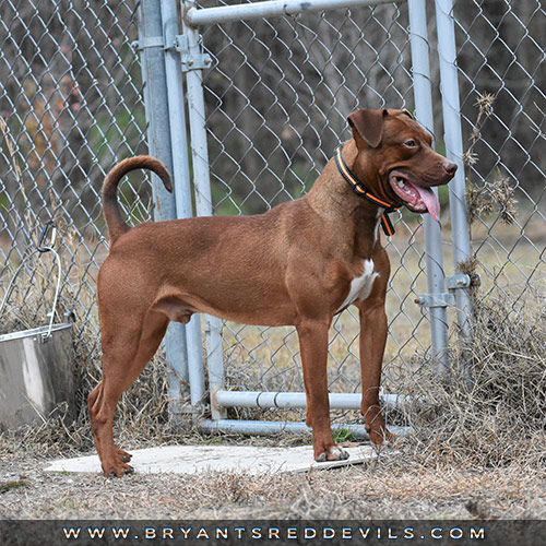 Male Old Family Red Nose Pit Bull