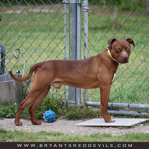 Male Old Family Red Nose Pit Bull