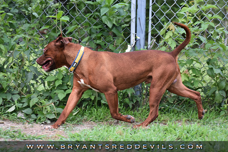 Male Old Family Red Nose Pit Bull