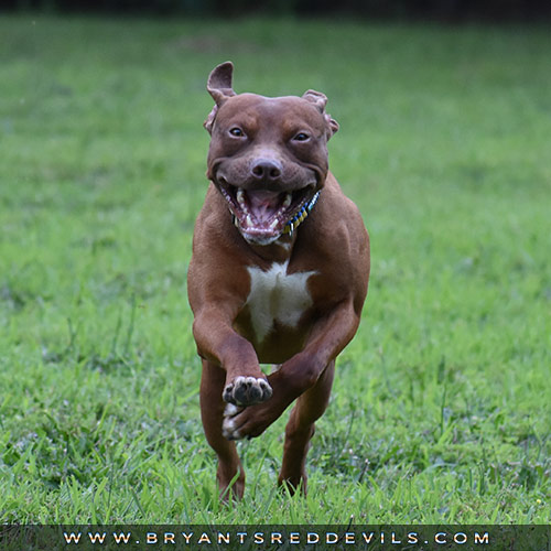 Male Old Family Red Nose Pit Bull