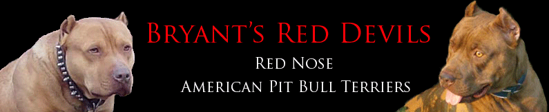 Bryant's Red Devils Red Nose American Pit Bull Terriers