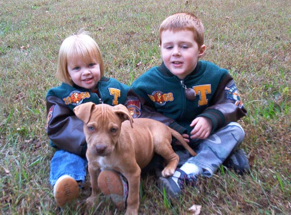 Red Nose Pit Bull Puppy Playing with Kids