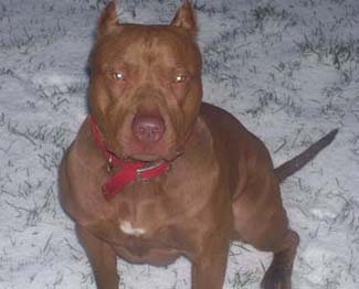 Chocolate Red Nose Pit Bull