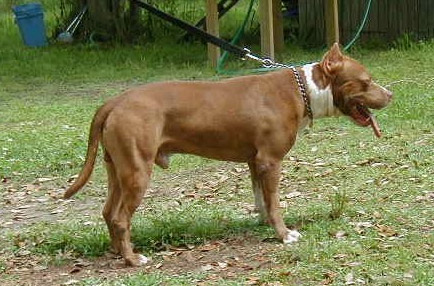 Chocolate Red Nose Garay's Apachee Warrior
