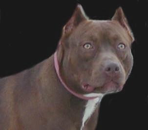 Chocolate Red Nose Pit Bull Garay's Thunderstorm
