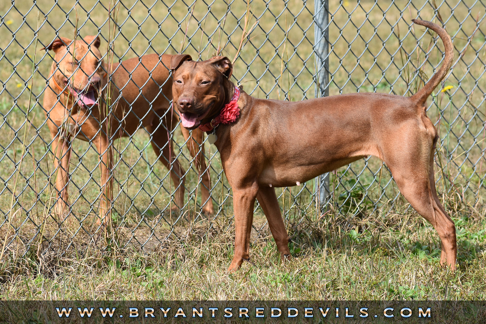 Red Nose Pit Bull Puppies for Sale