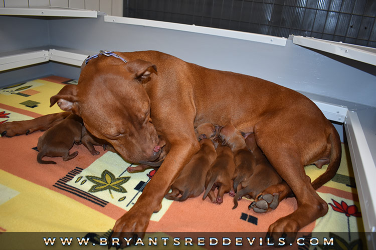 Red Nose Pit Bull Puppies for Sale