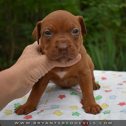 Red Nose Pit Bull Puppies For Sale