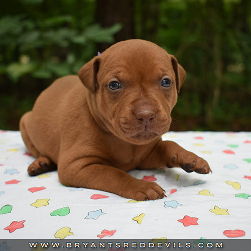 Red Nose Pit Bull Puppies For Sale