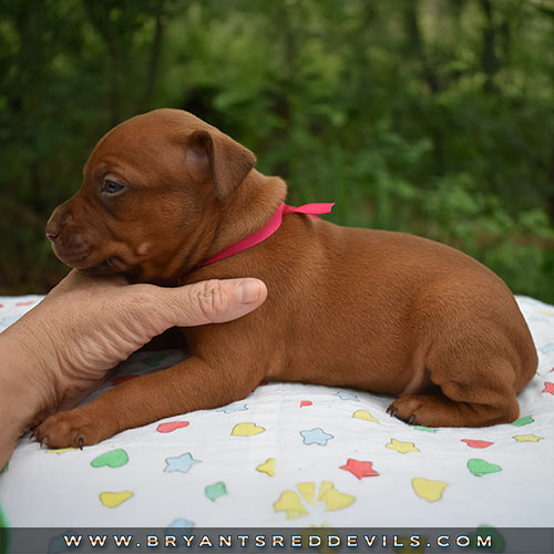 Red Nose Pit Bull Puppies For Sale