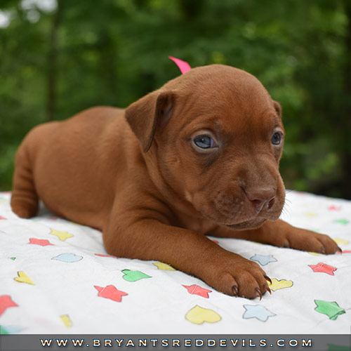 Red Nose Pit Bull Puppies For Sale