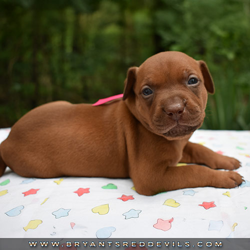 Red Nose Pit Bull Puppies For Sale