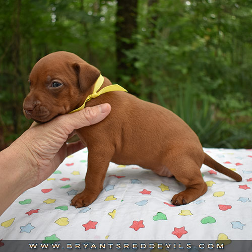Red Nose Pit Bull Puppies For Sale