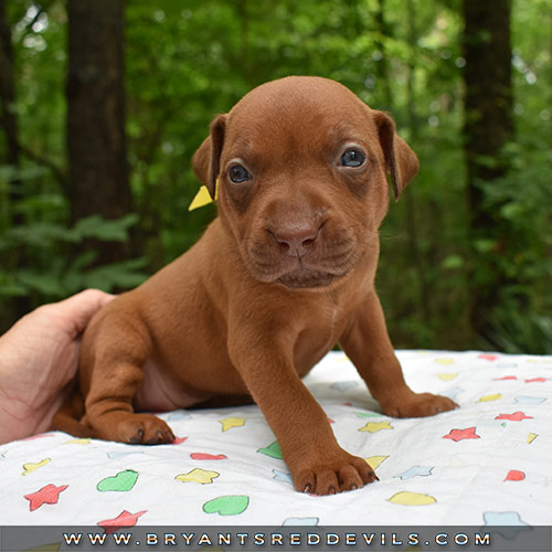 Red Nose Pit Bull Puppies For Sale