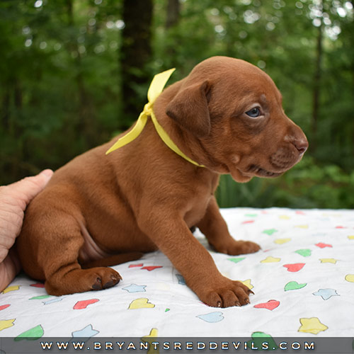 Red Nose Pit Bull Puppies For Sale