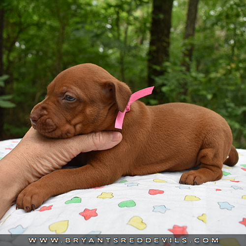 Red Nose Pit Bull Puppies For Sale