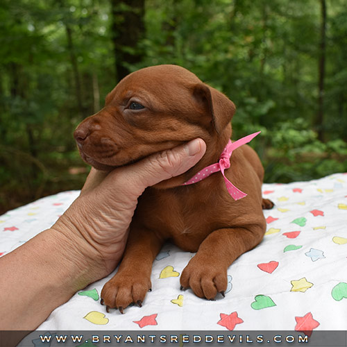 Red Nose Pit Bull Puppies For Sale
