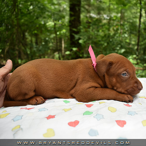 Red Nose Pit Bull Puppies For Sale