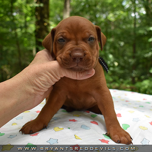 Red Nose Pit Bull Puppies For Sale