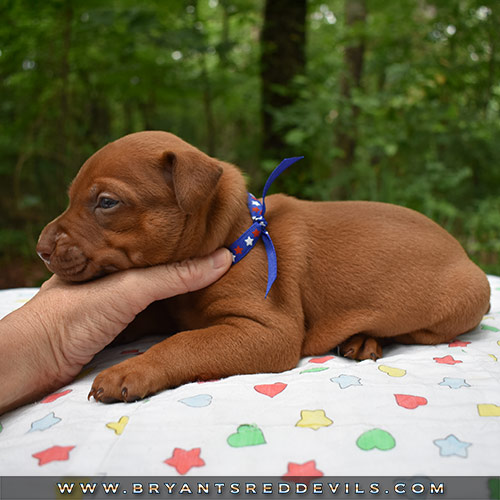 Red Nose Pit Bull Puppies For Sale