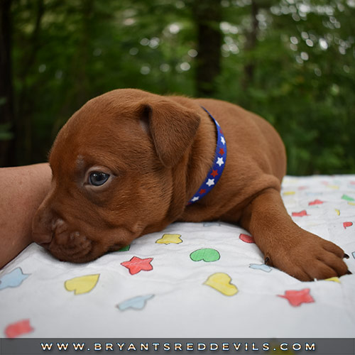 Red Nose Pit Bull Puppies For Sale