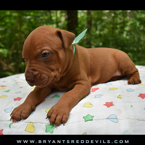 Red Nose Pit Bull Puppies For Sale