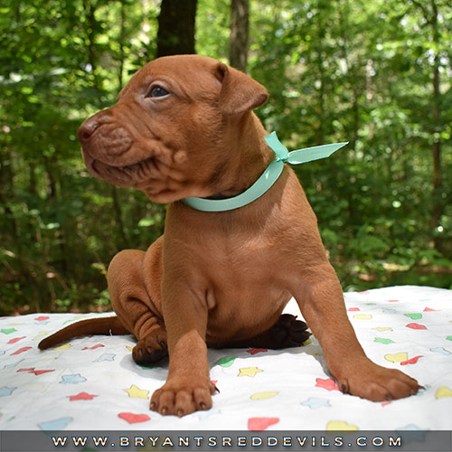 Red Nose Pit Bull Puppies For Sale