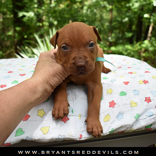 Red Nose Pit Bull Puppies For Sale
