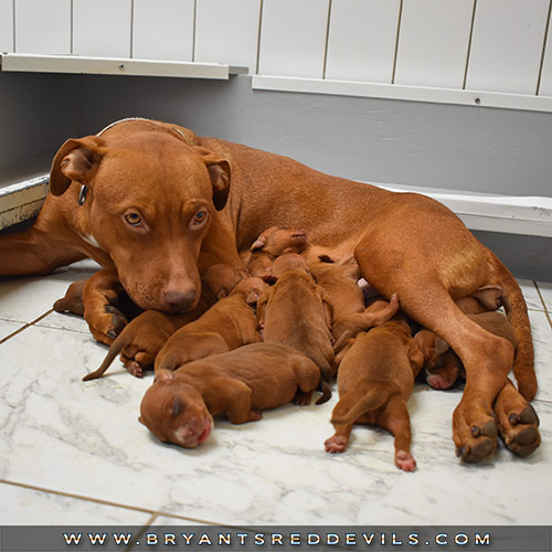 Red Nose Pit Bull Puppies for Sale