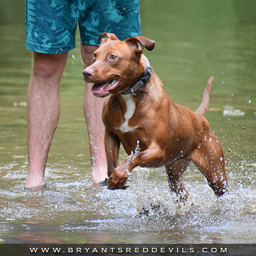 Abby a Female Red Nose Pit Bull