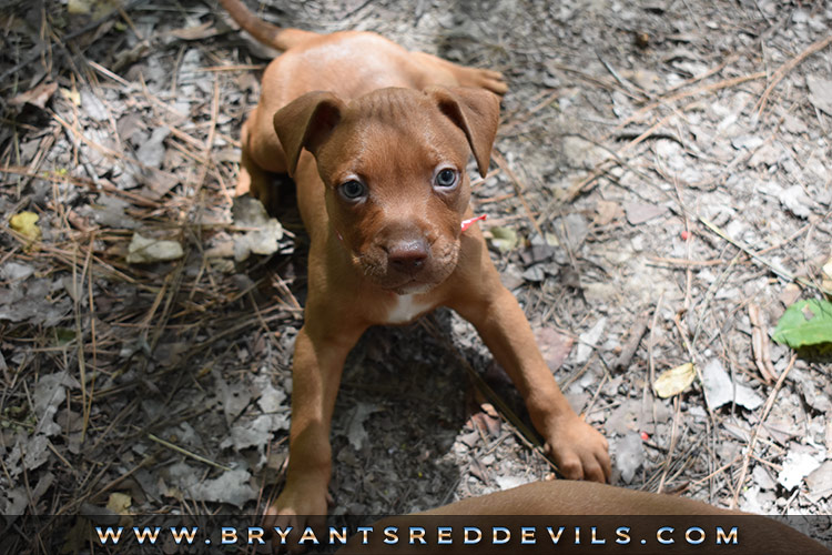 Old Family Red Nose Puppy