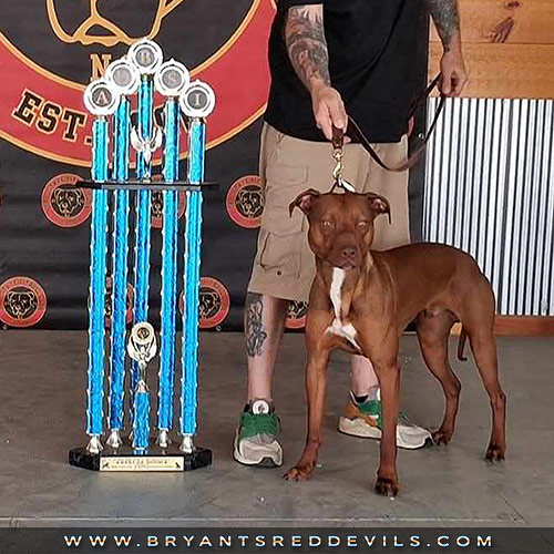 Red Nose Pit Bull Puppies for Sale