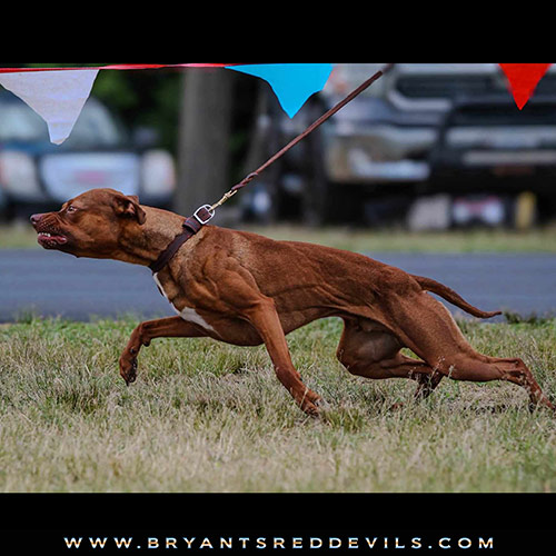 Red Nose Pit Bull Puppies for Sale