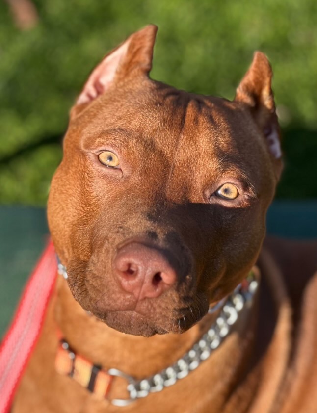 Red Nose Pit Bull Puppies for Sale
