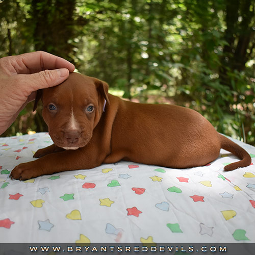 Red Nose Pit Bull Puppies For Sale