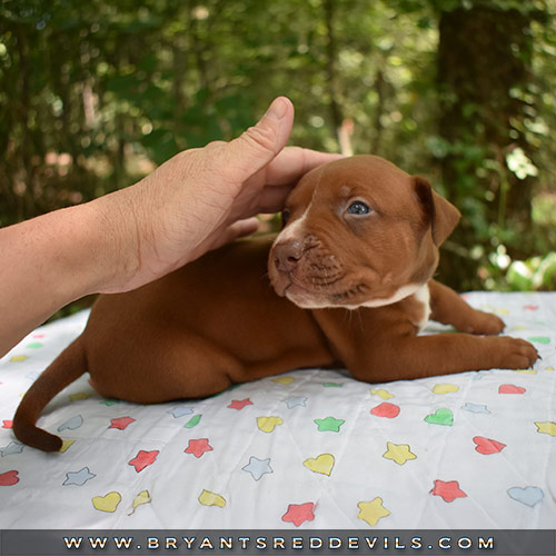Red Nose Pit Bull Puppies For Sale