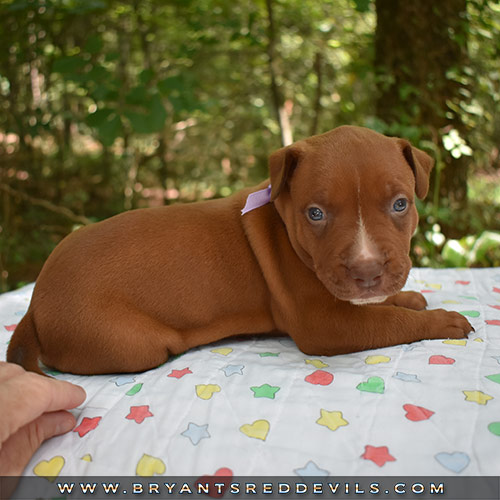 Red Nose Pit Bull Puppies For Sale