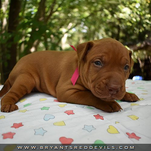 Red Nose Pit Bull Puppies For Sale