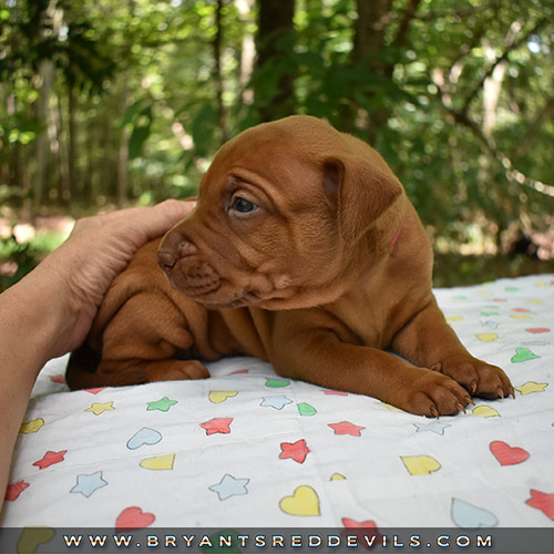 Red Nose Pit Bull Puppies For Sale